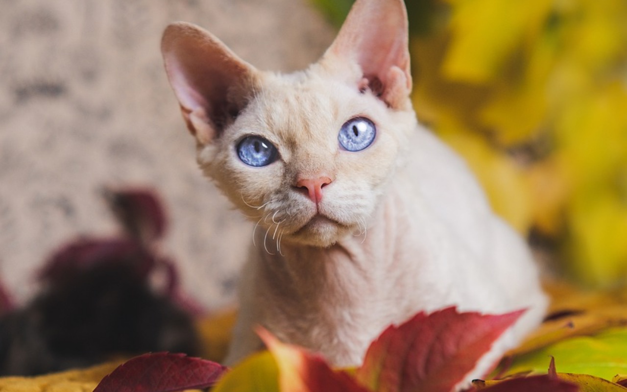 gatto col pelo cortissimo