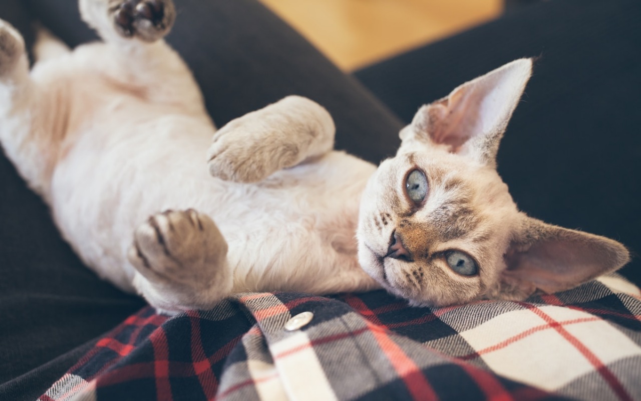 gatto sulle gambe di un uomo