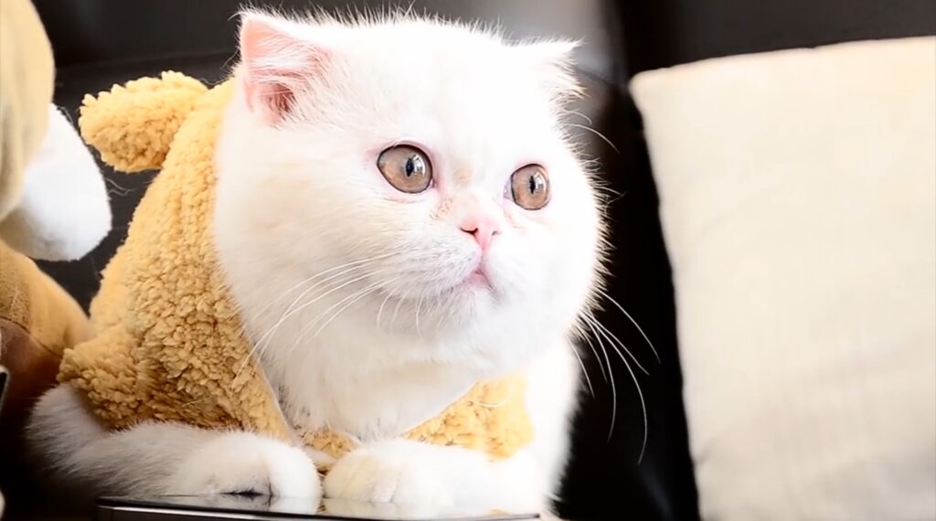 gatto bianco con gli occhi gialli