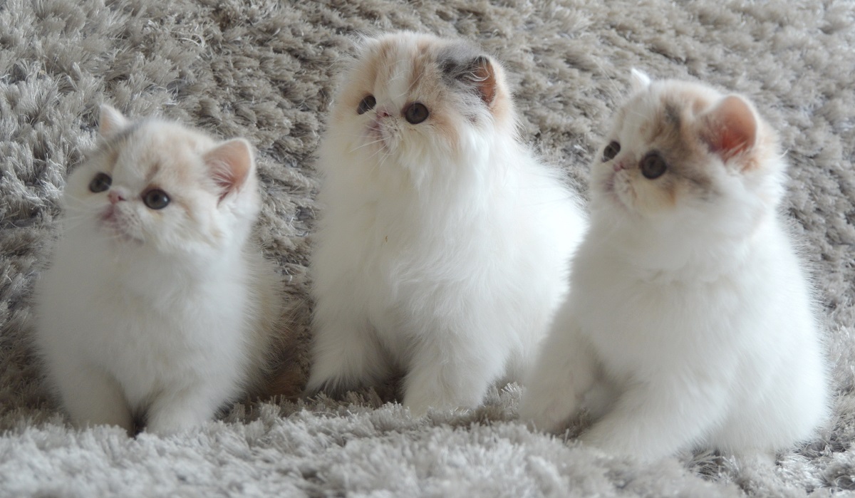 tre cuccioli di exotic shorthair