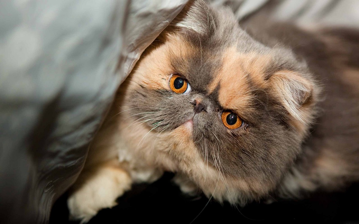 gatto exotic shorthair