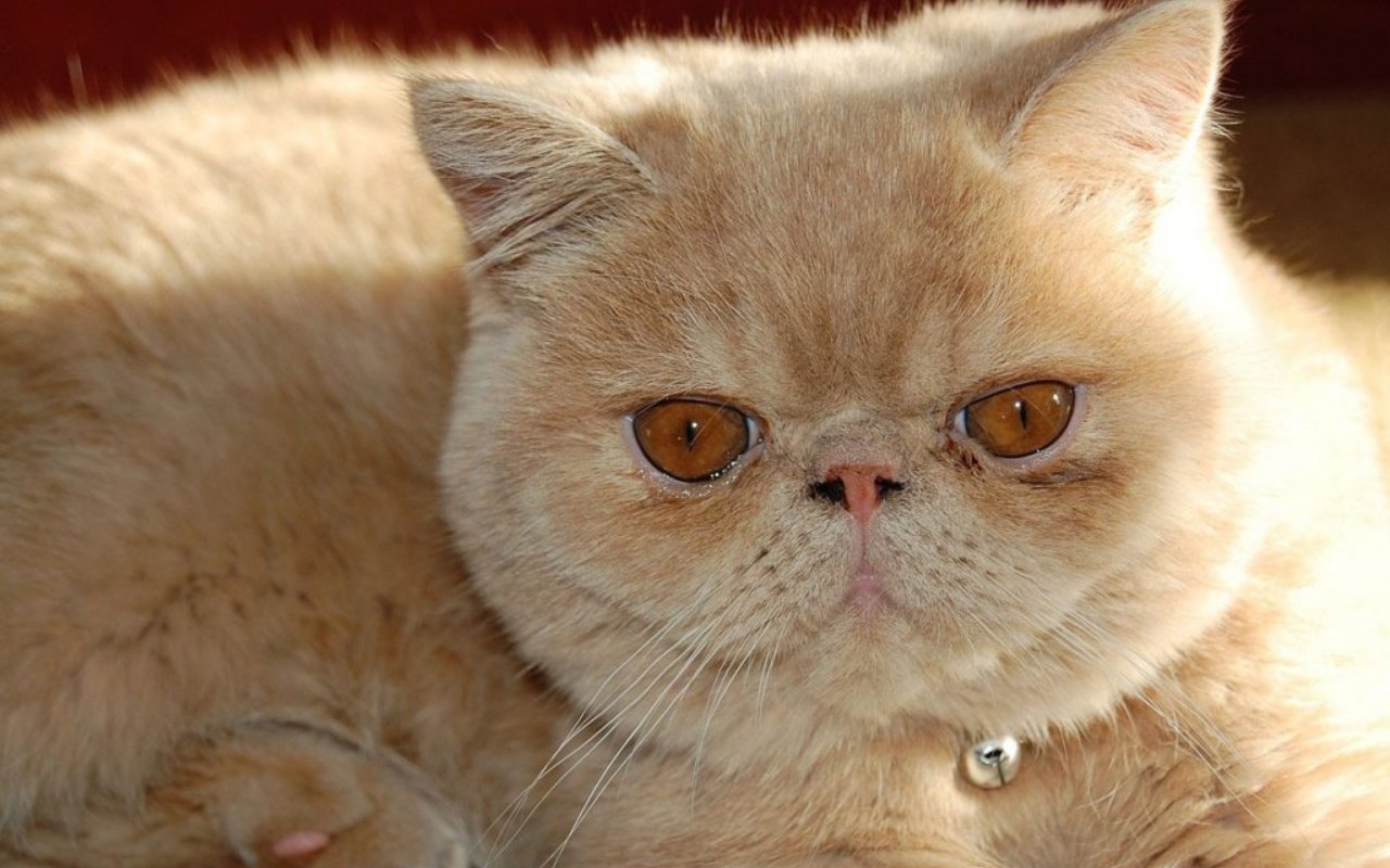 gatto con gli occhi arancioni