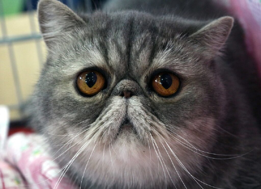 Exotic Shorthair, problemi di salute e malattie comuni in questo gatto