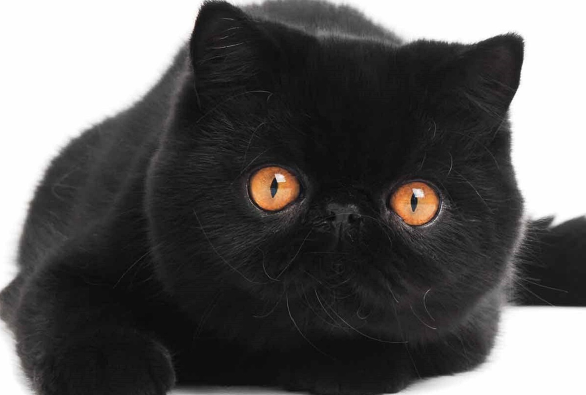 exotic shorthair nero