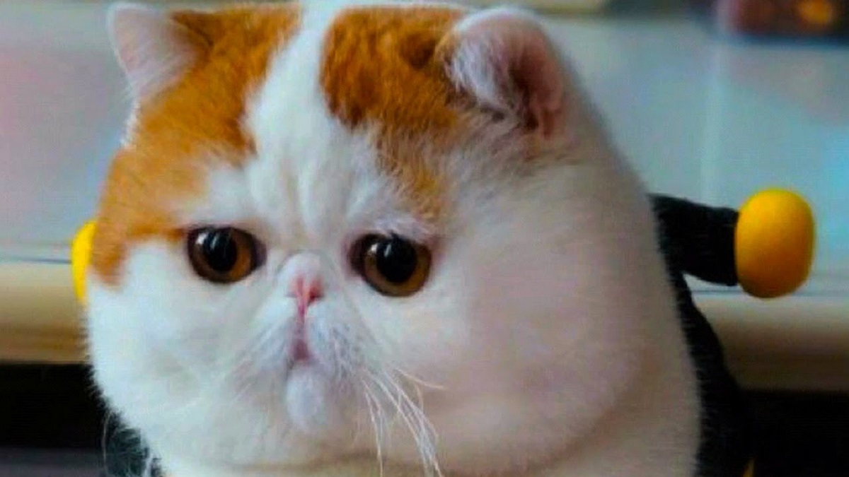 cucciolo di exotic shorthair