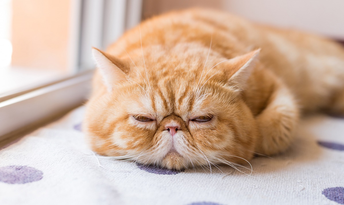 exotic shorthair vicino a finestra