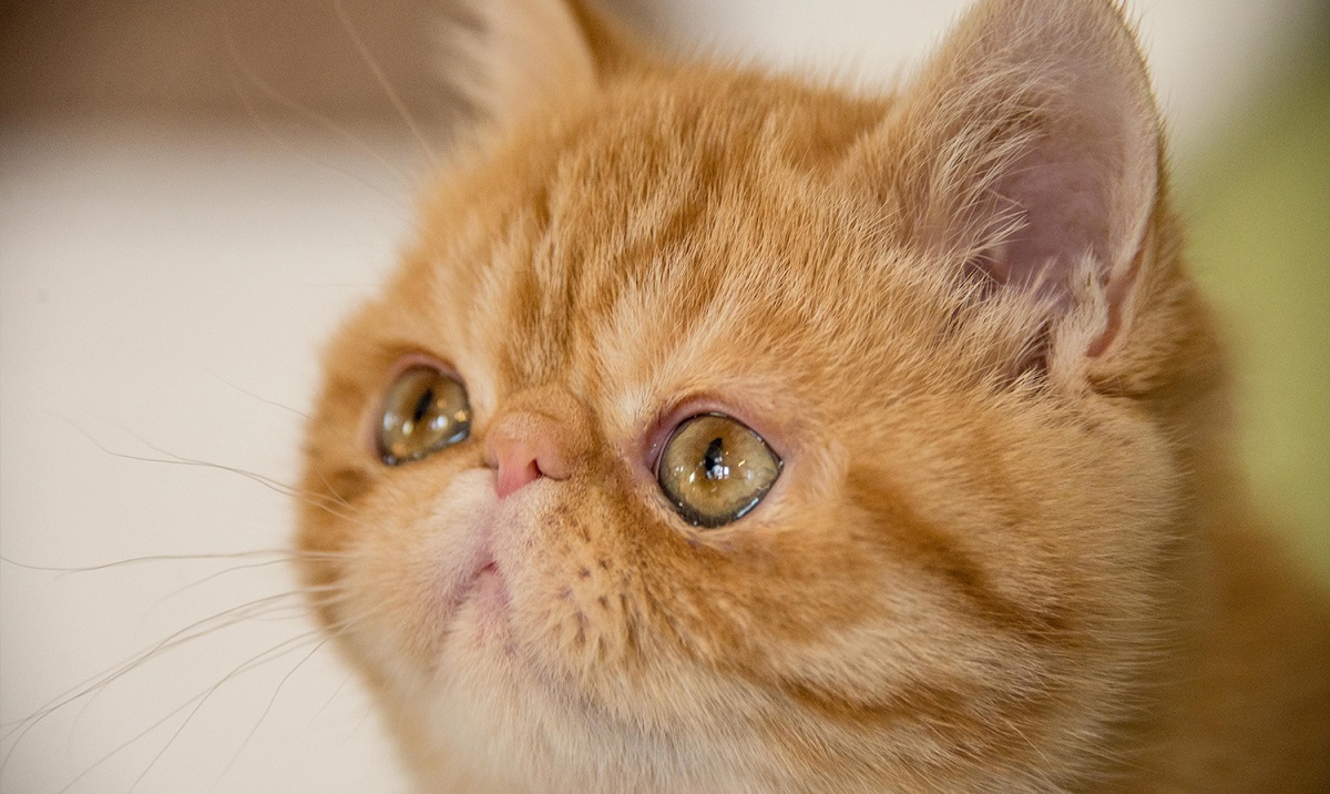 Exotic Shorthair: pulizia degli occhi