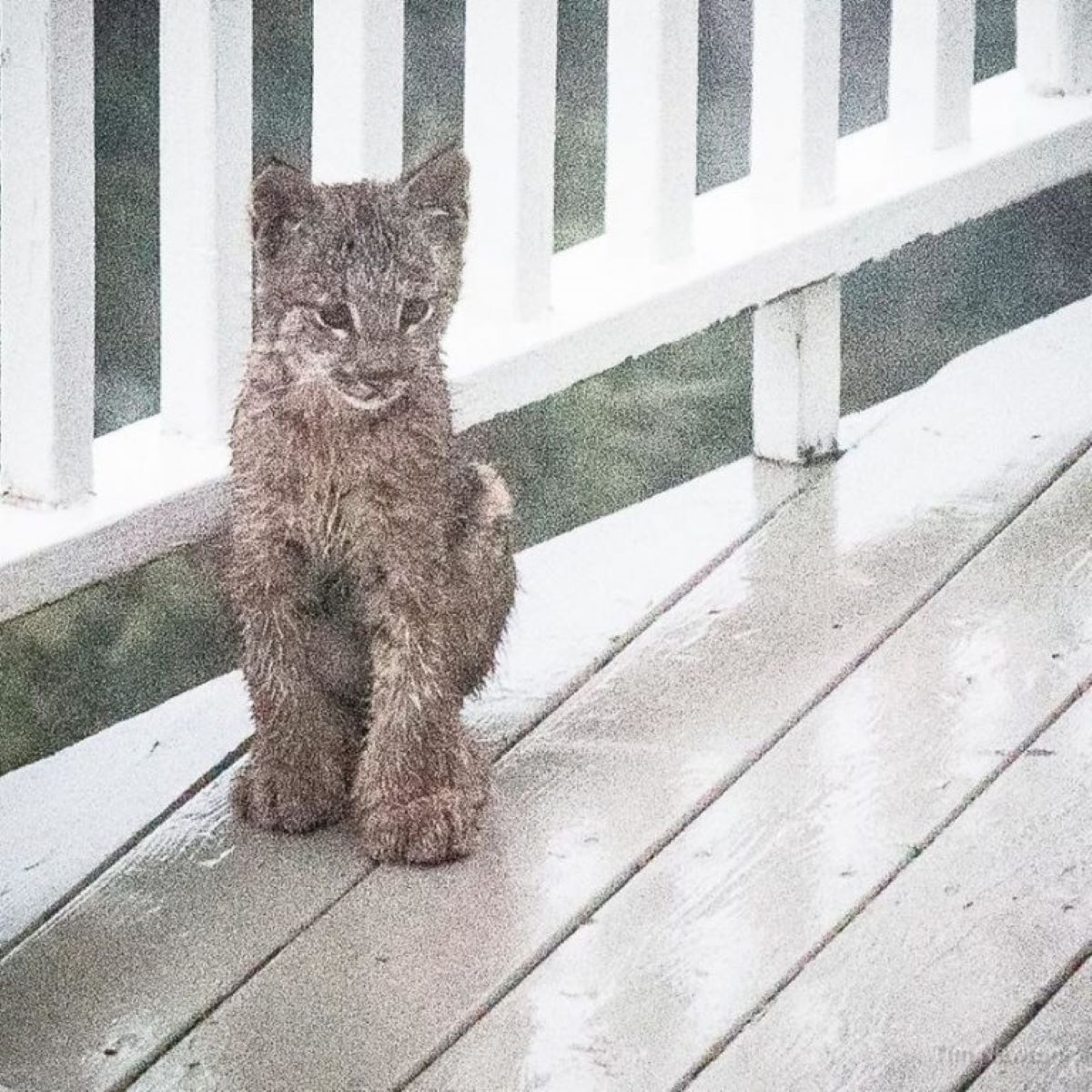 lince-vicino-a-steccionata