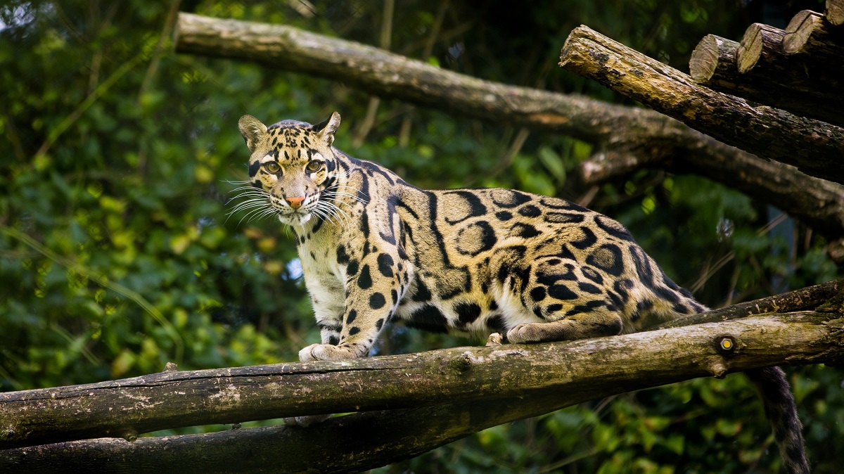 Un leopardo nebuloso