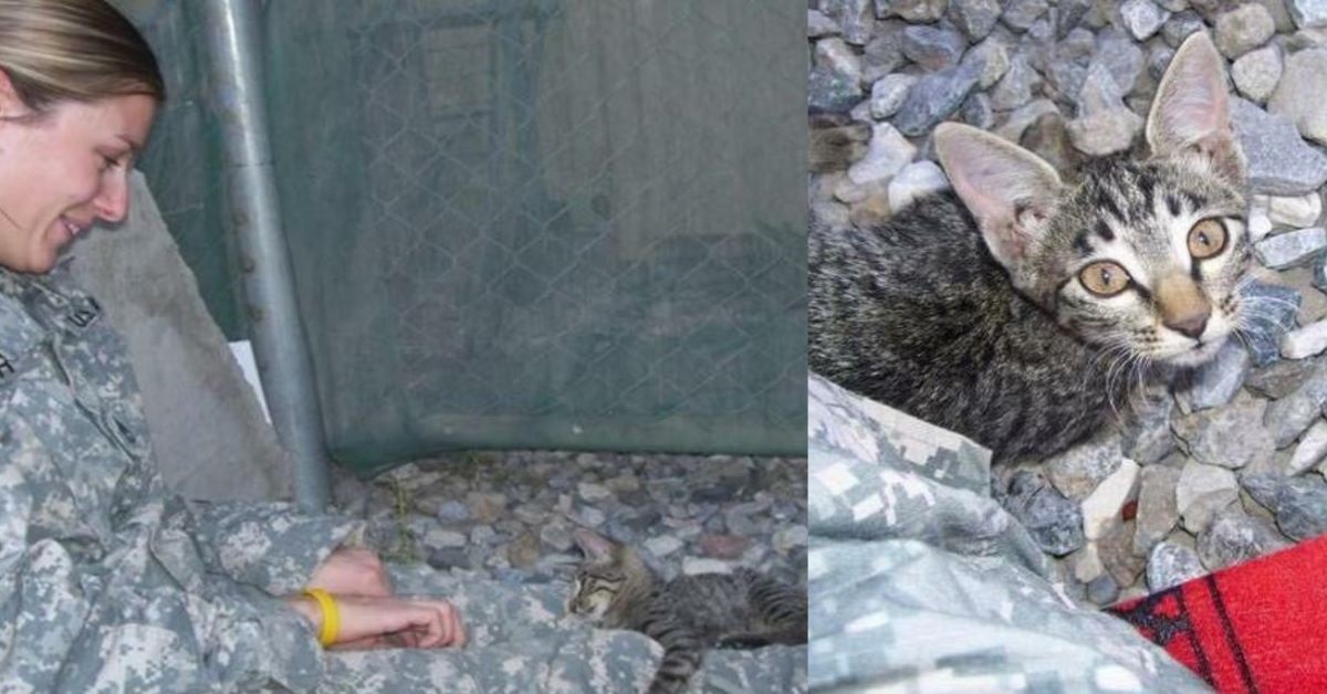 Felix: il gatto malato salvato da una soldatessa americana