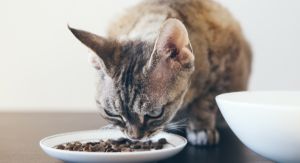 I croccantini fanno male ai gatti