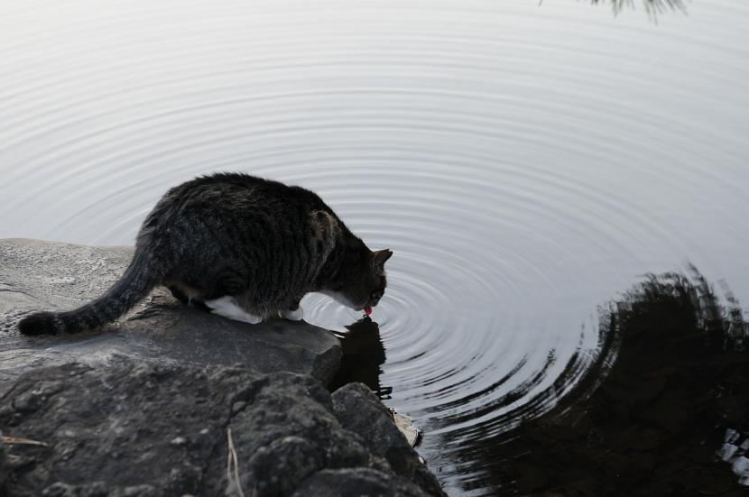 Quale acqua far bere al gatto