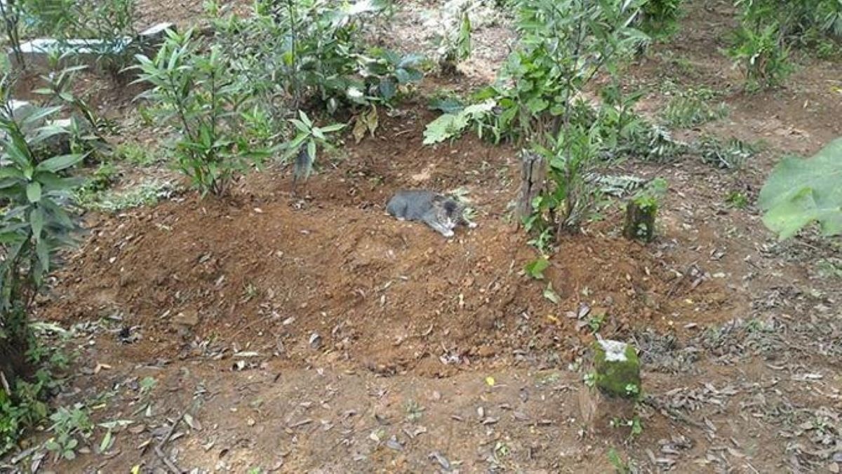 gatto-su-tumolo