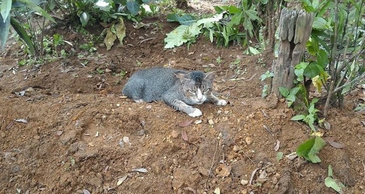 gatto-su-montagnetta
