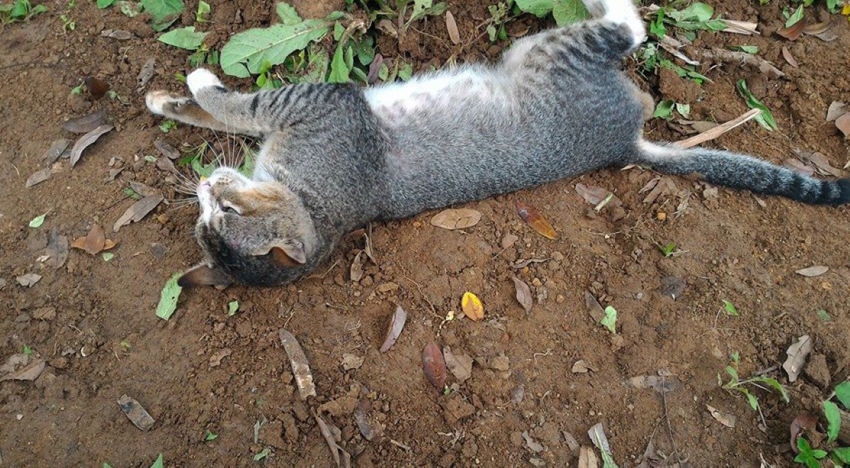 gatto-che-si-rotola