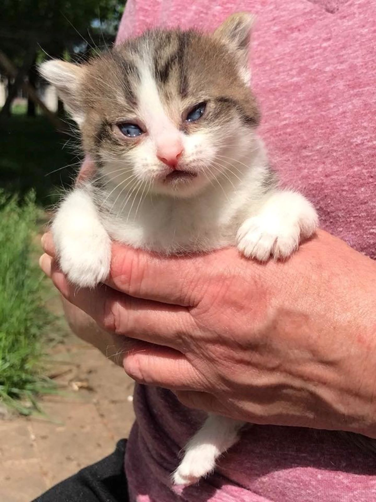 gatto-in-mano-a-persona