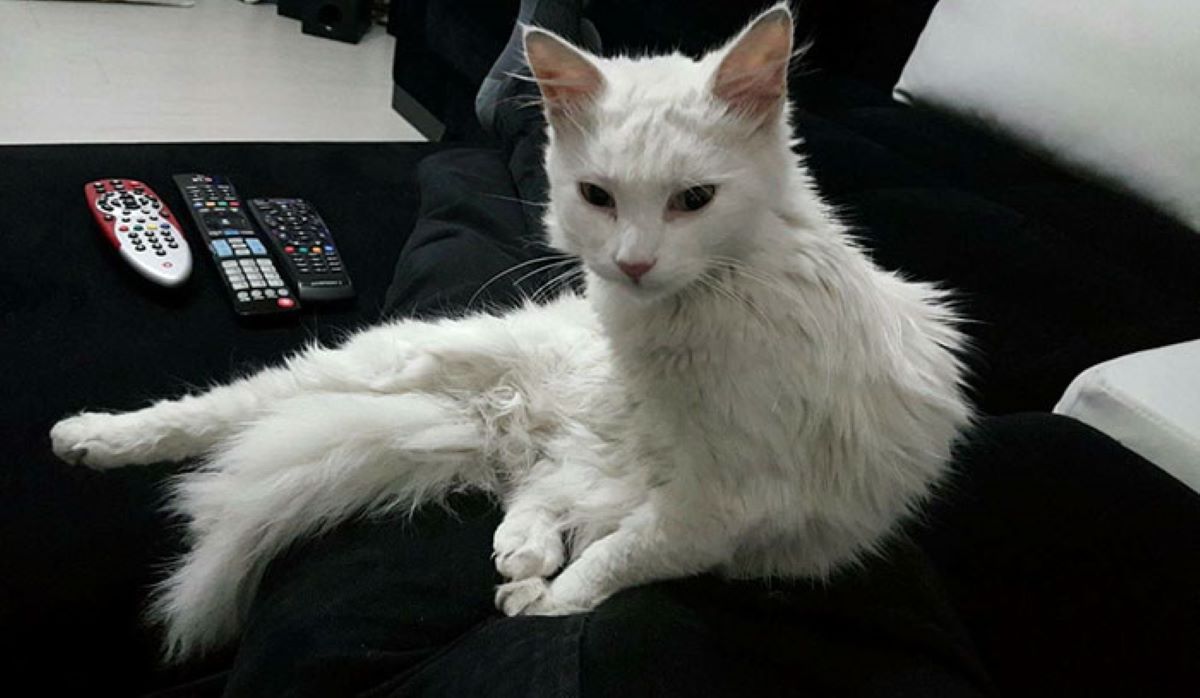 gatto-bianco-su-divano-nero