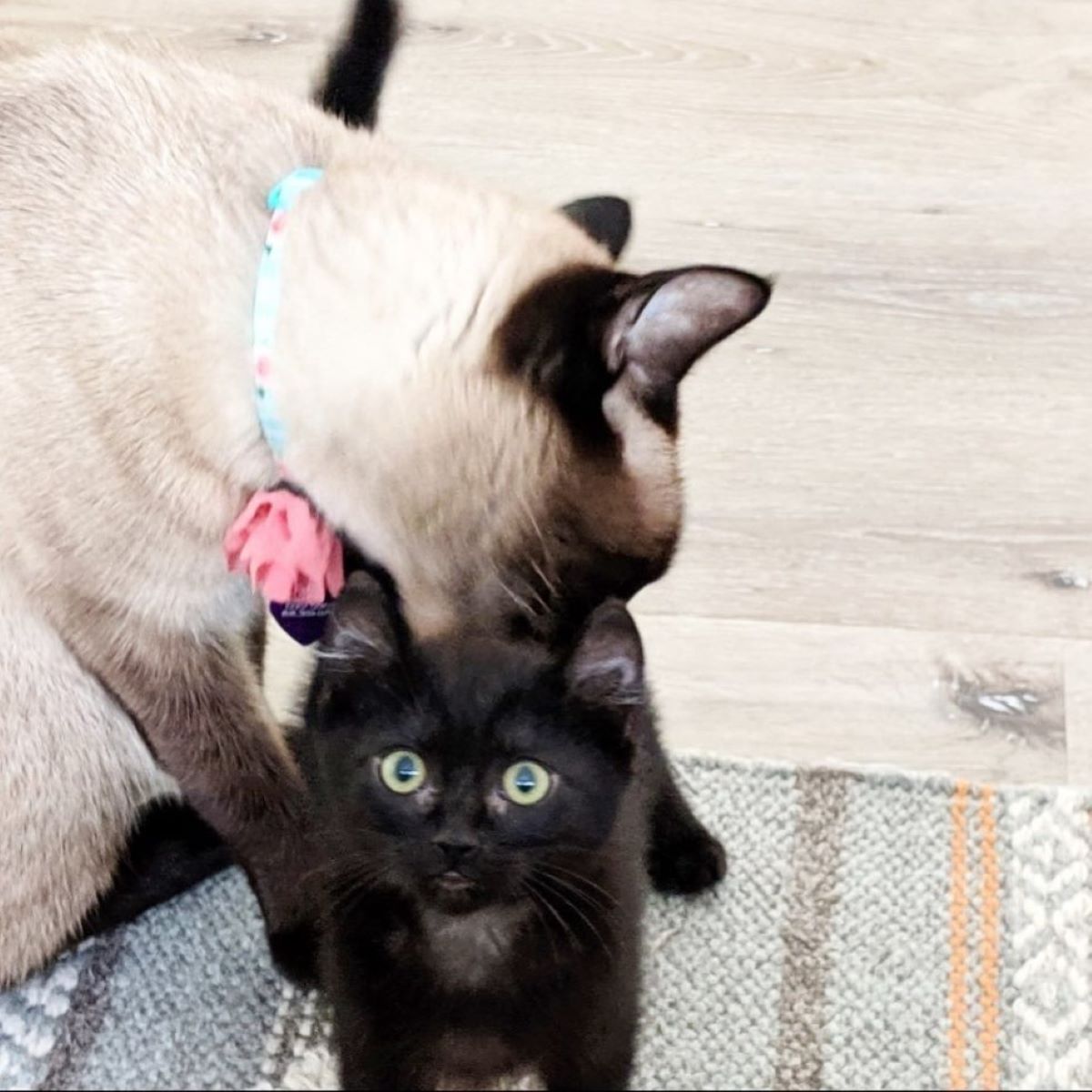 gattino-nero-e-gatto-siamese-insieme