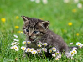 Gatti carinissimi foto e immagini più belle