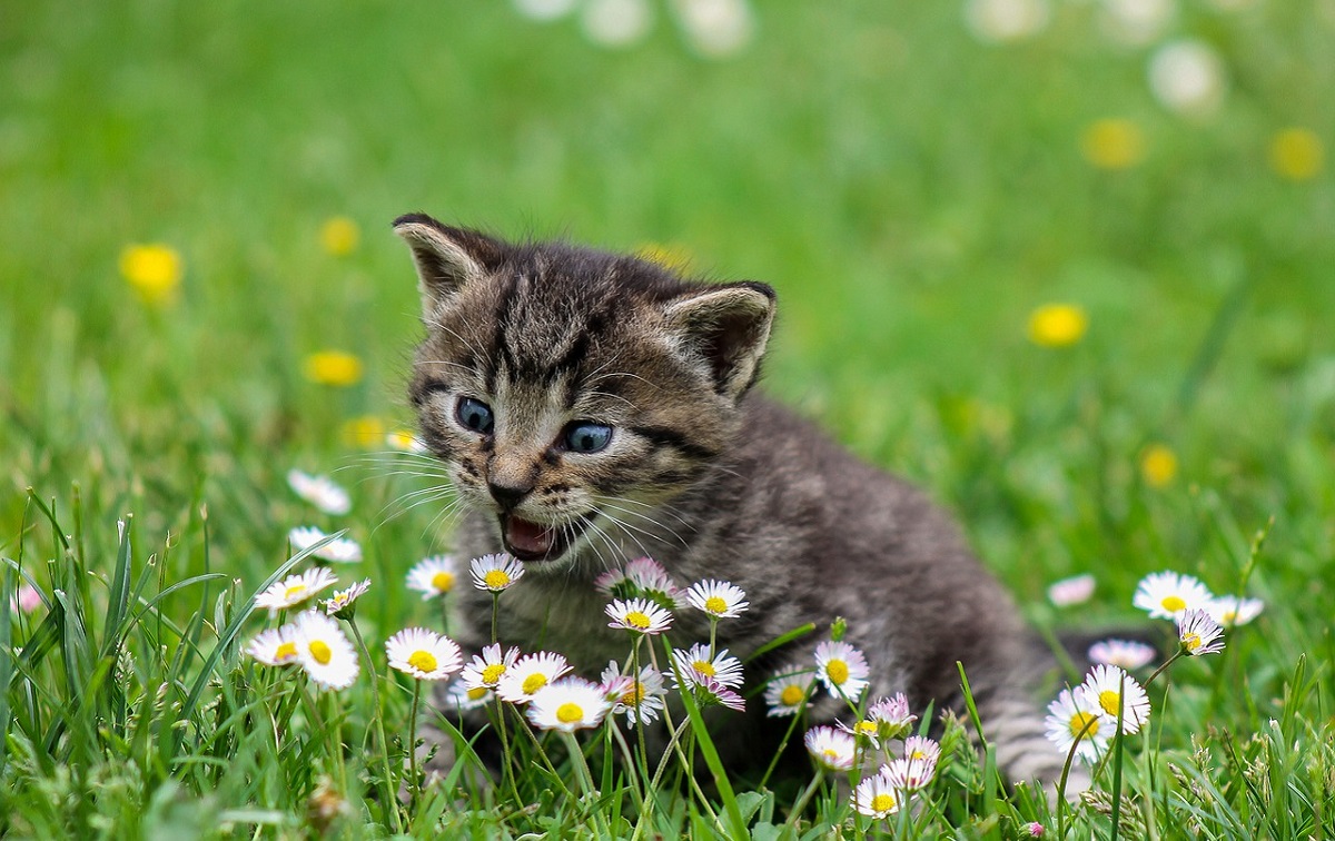 Gatti carinissimi: foto e immagini più belle