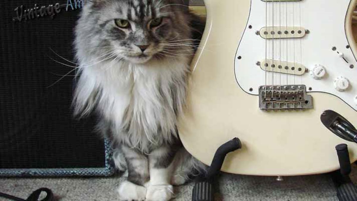 gatto-vicino-a-chitarra