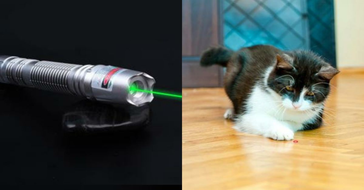 Gatti e puntatore laser: è dannoso giocarci?