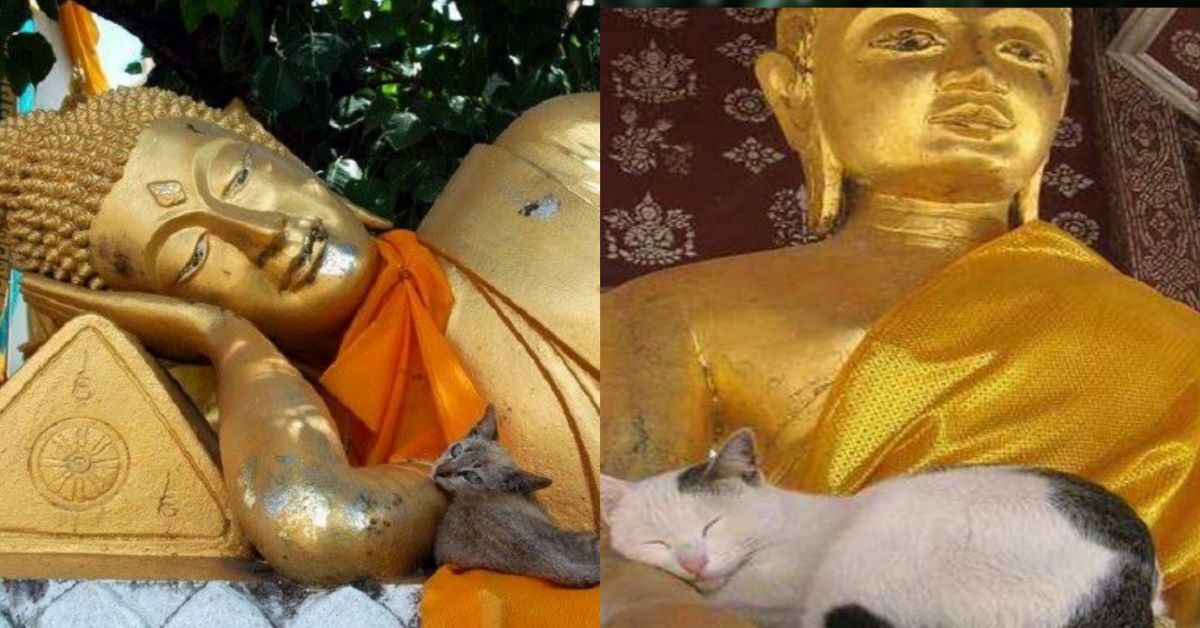 Gatti: la meravigliosa leggenda buddhista