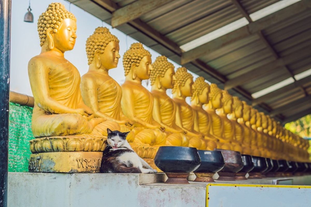 gatto-su-statue-buddhiste