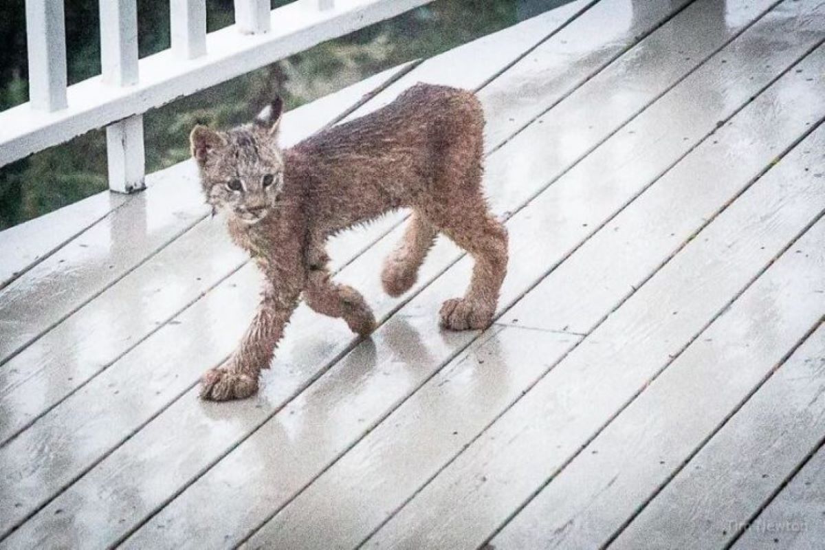 lince-su-pavimento-bianco