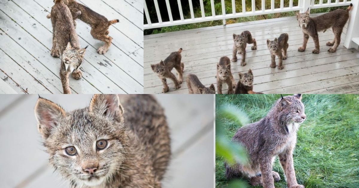 Gatti selvatici giocano sul porticato di una casa: in realtà sono linci