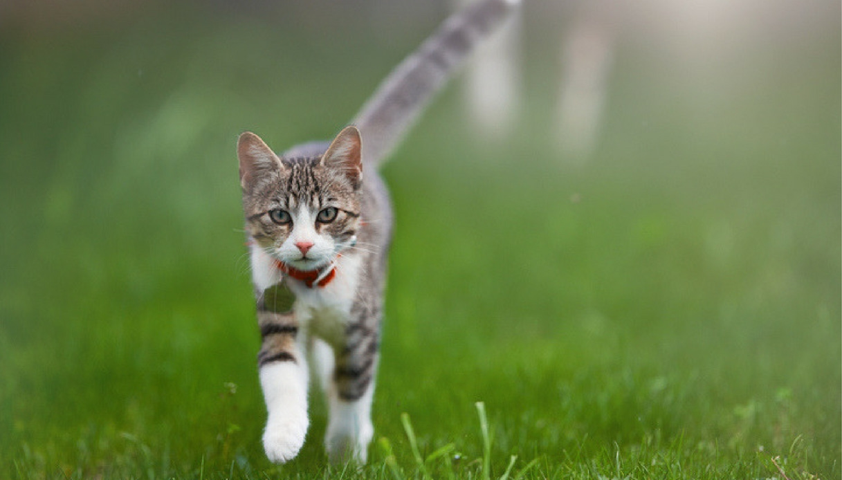 Quando un gatto vomita: quali le cause?