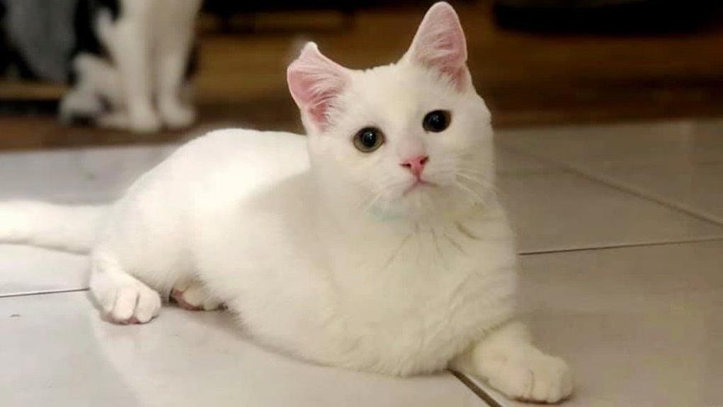 gatto-bianco-con-viso-dolce