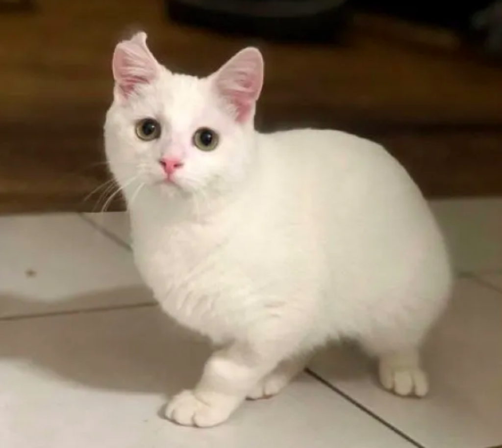 gatto-bianco-che-guarda