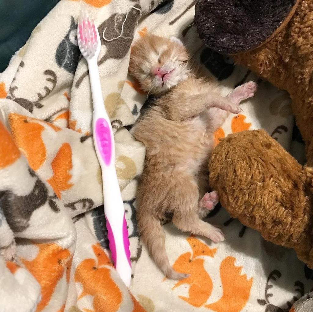 gattino-con-spazzolino