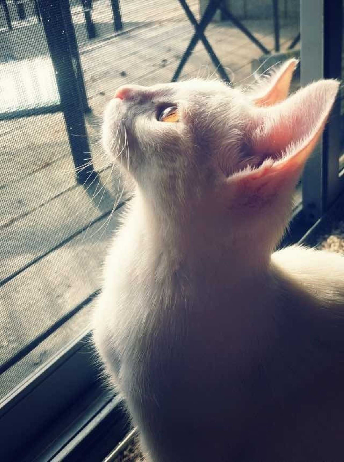 gatto-che-guarda-alla-finestra