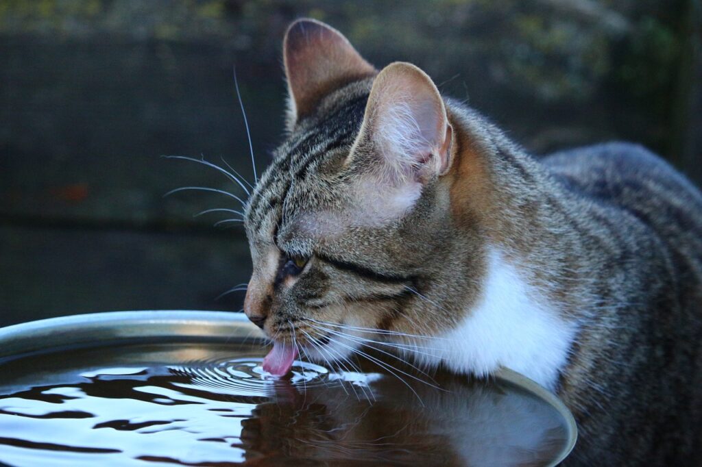 gattino che beve dalla ciotola