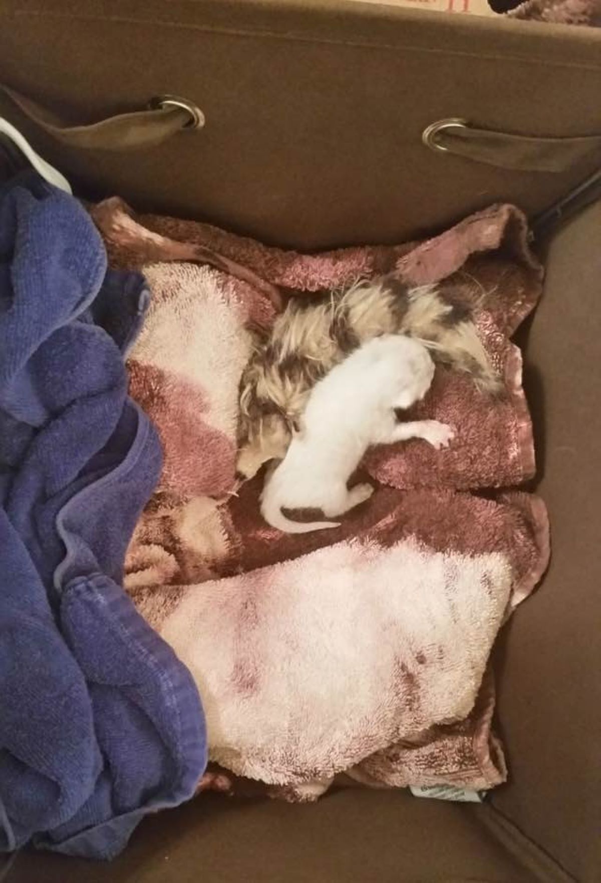gattino-dentro-ad-asciugamani