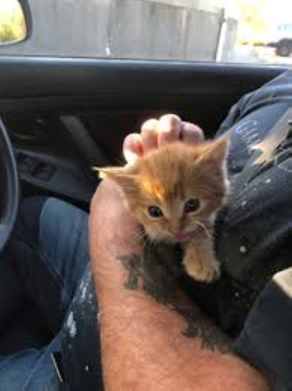 gattino-arancione-in-braccio