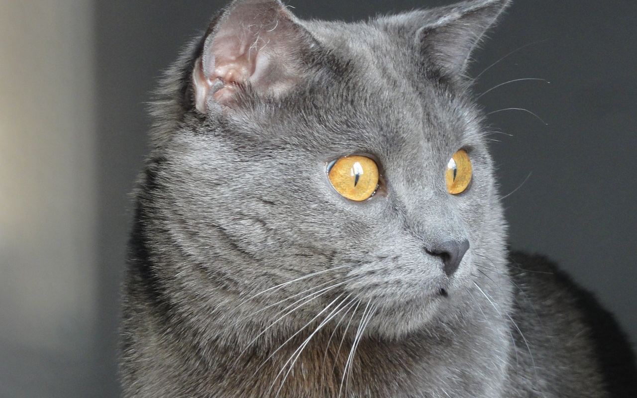 gatto con gli occhi oro