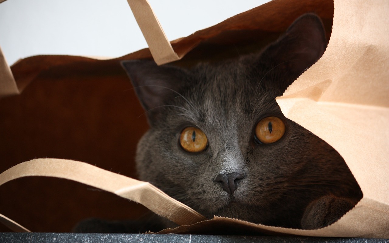 gatto dentro a un sacchetto