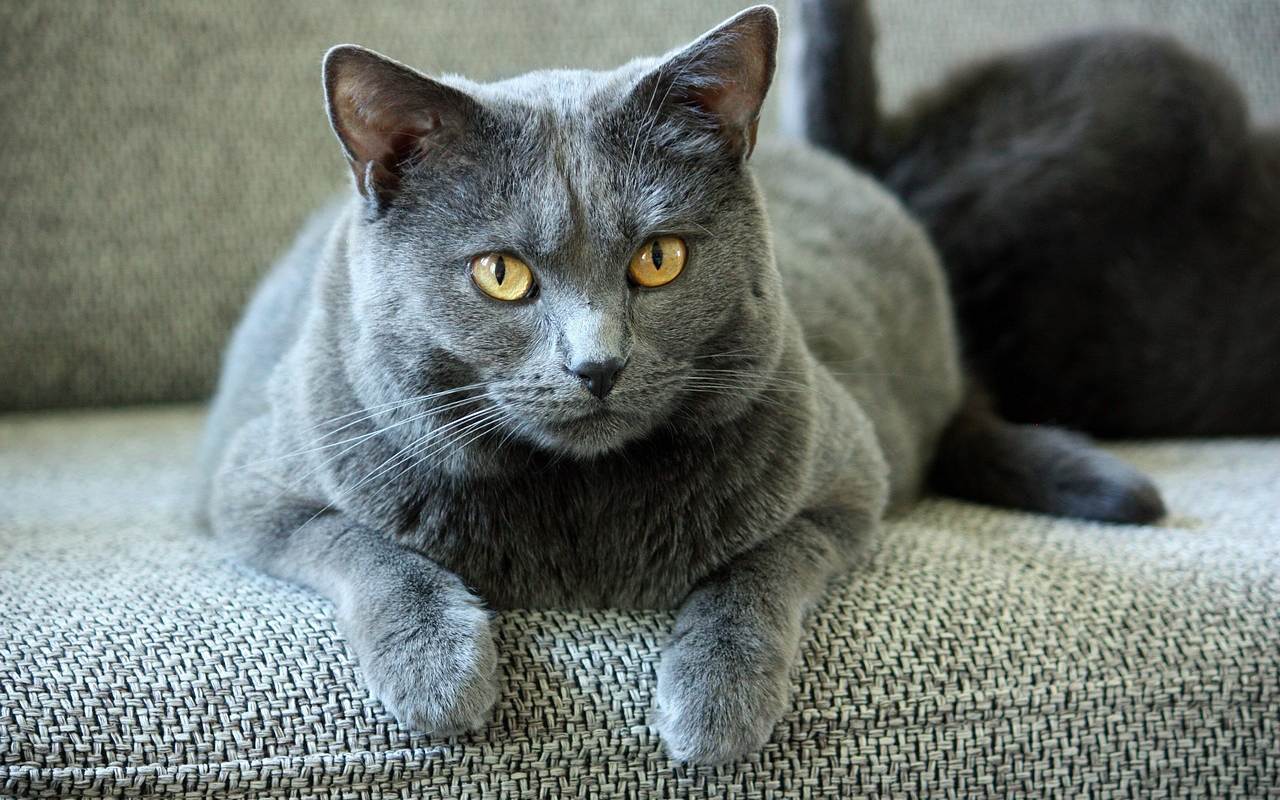 gatto col pelo grigio