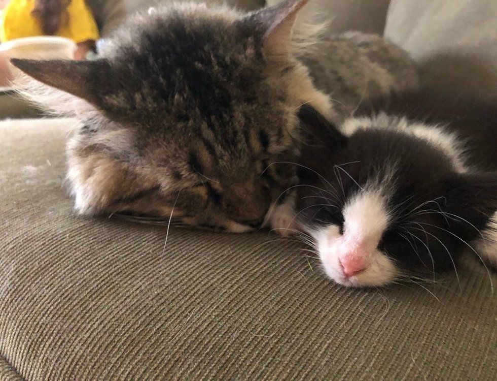 gatto-che-dorme-vicino-a-gattino