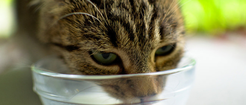 Quale acqua far bere al gatto
