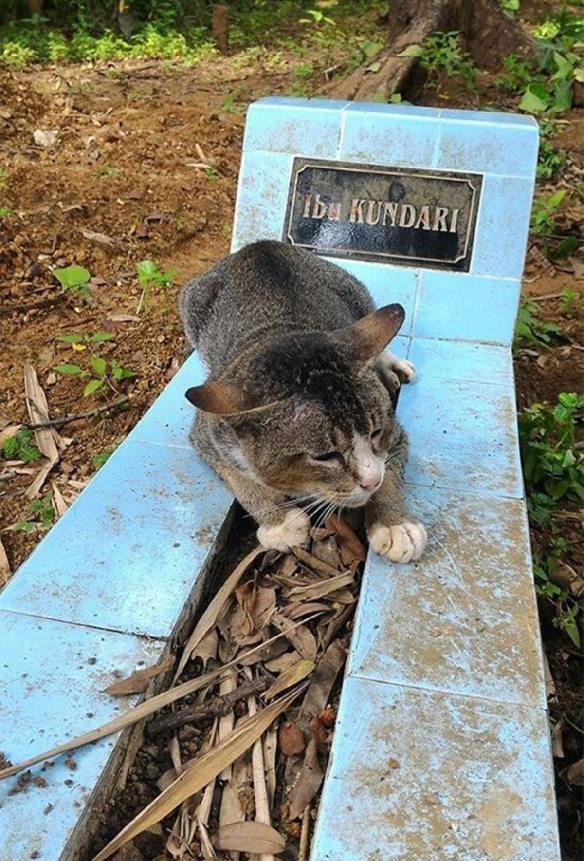 gatto-su-pietre-azzurre