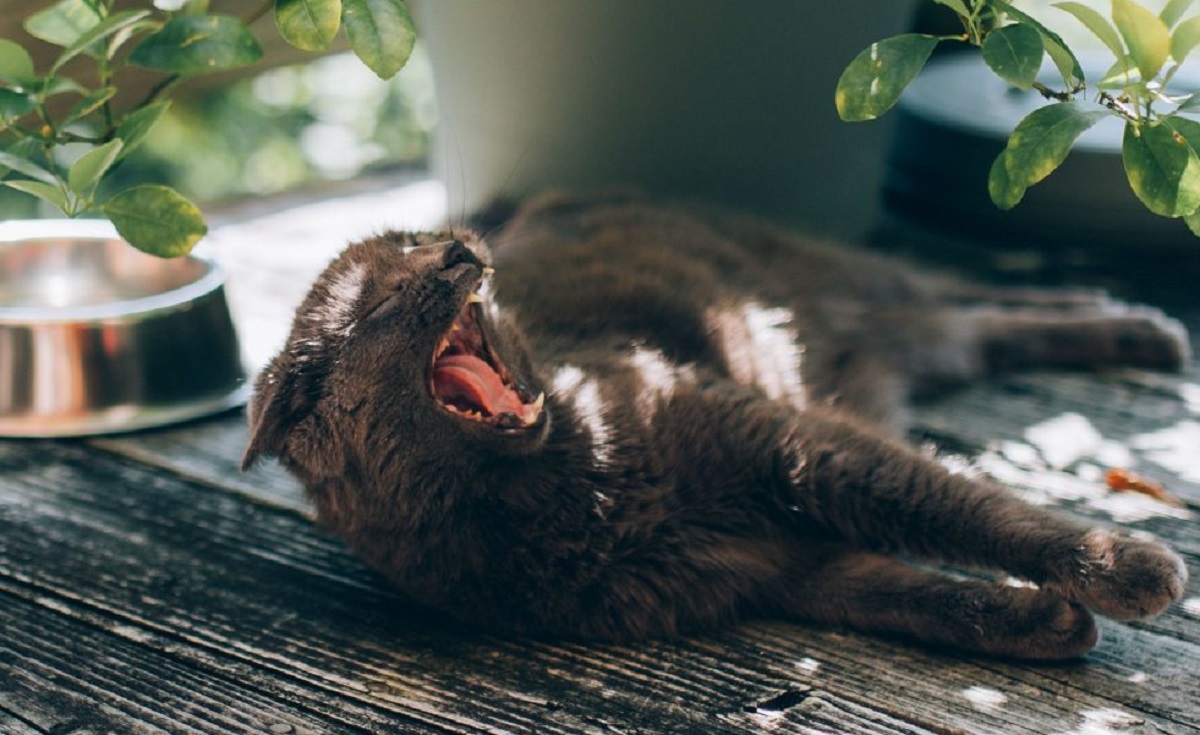 gatto nero sbadiglia