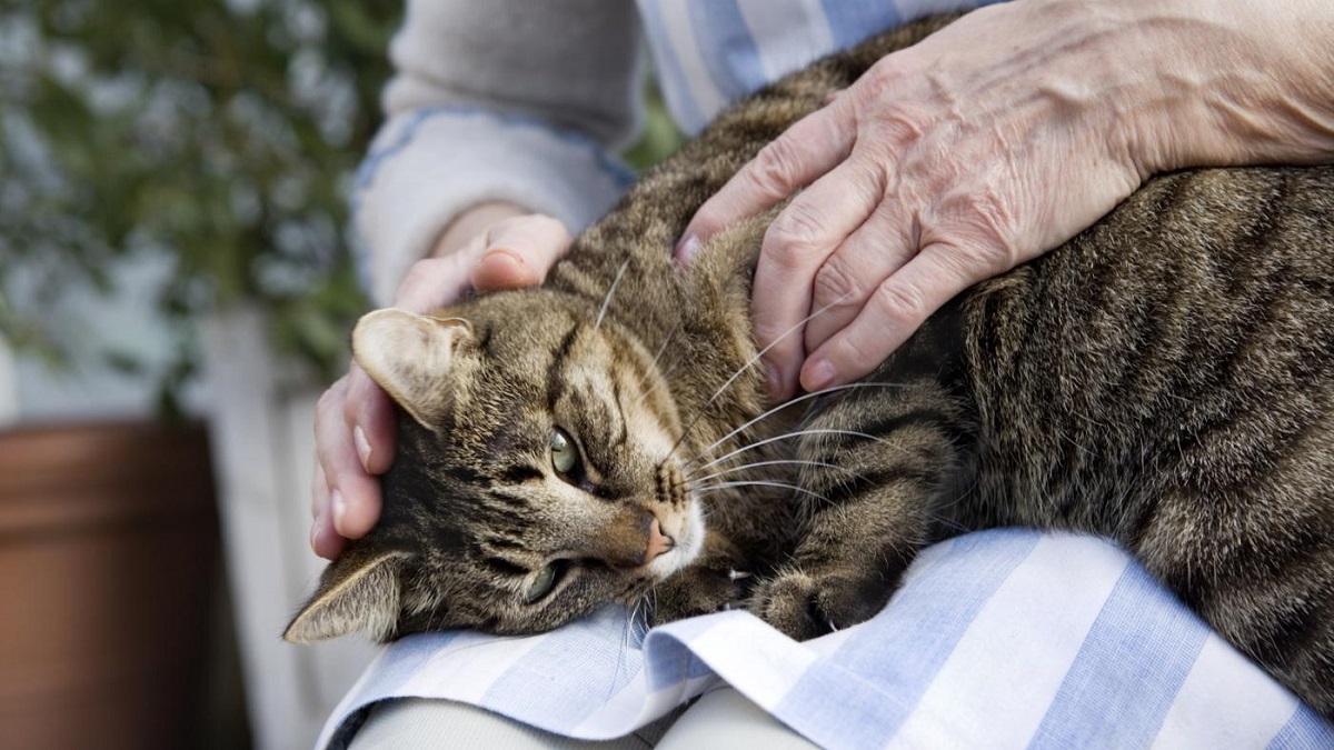 gatto accoccolato su gambe del padrone