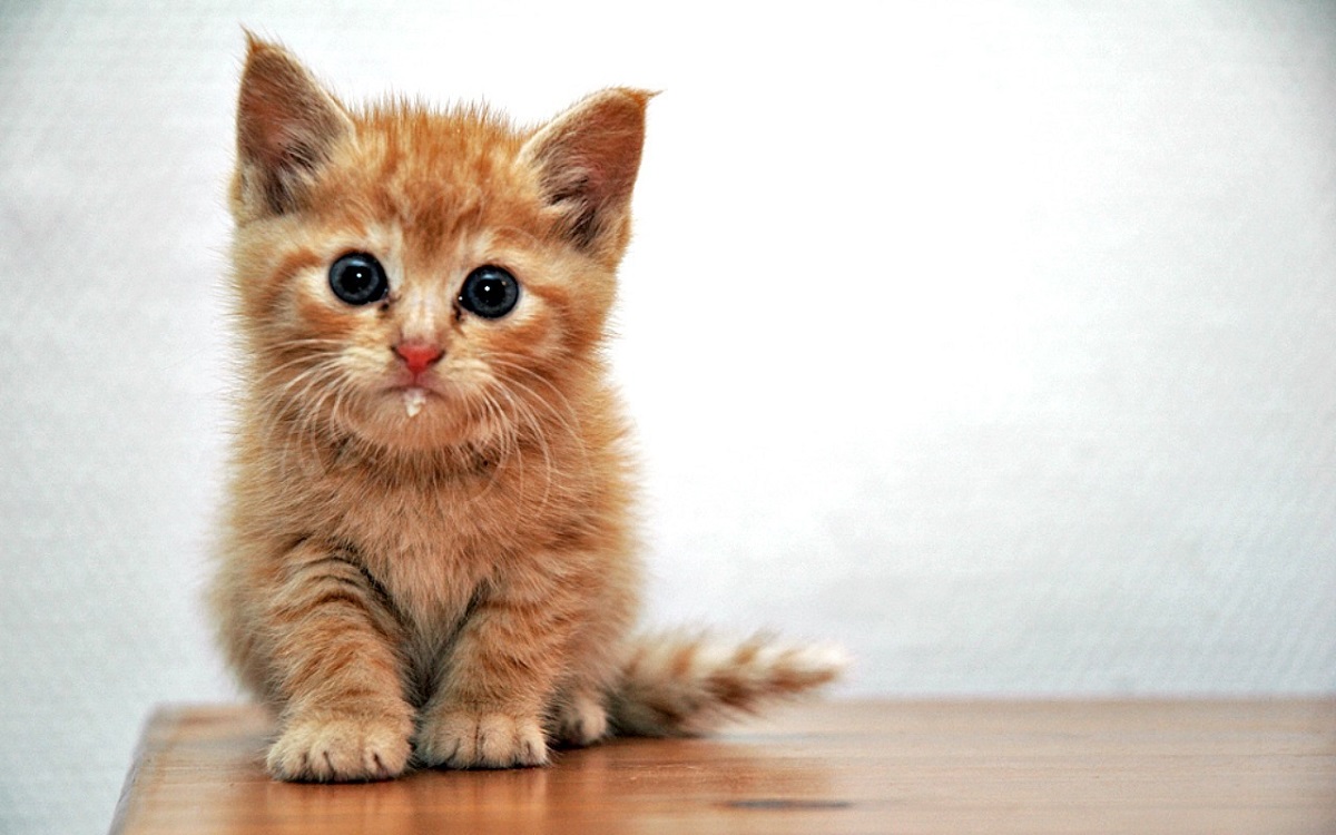gattino che sbava leggermente