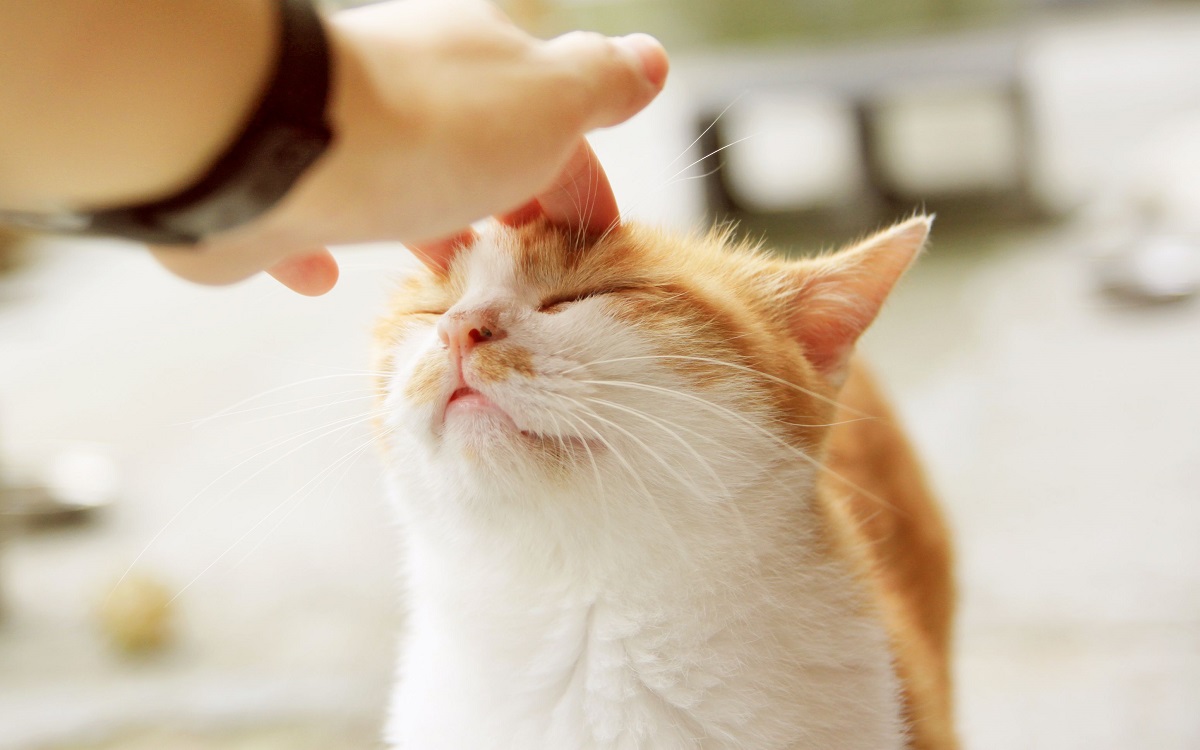 gatto accarezzato sulla testa