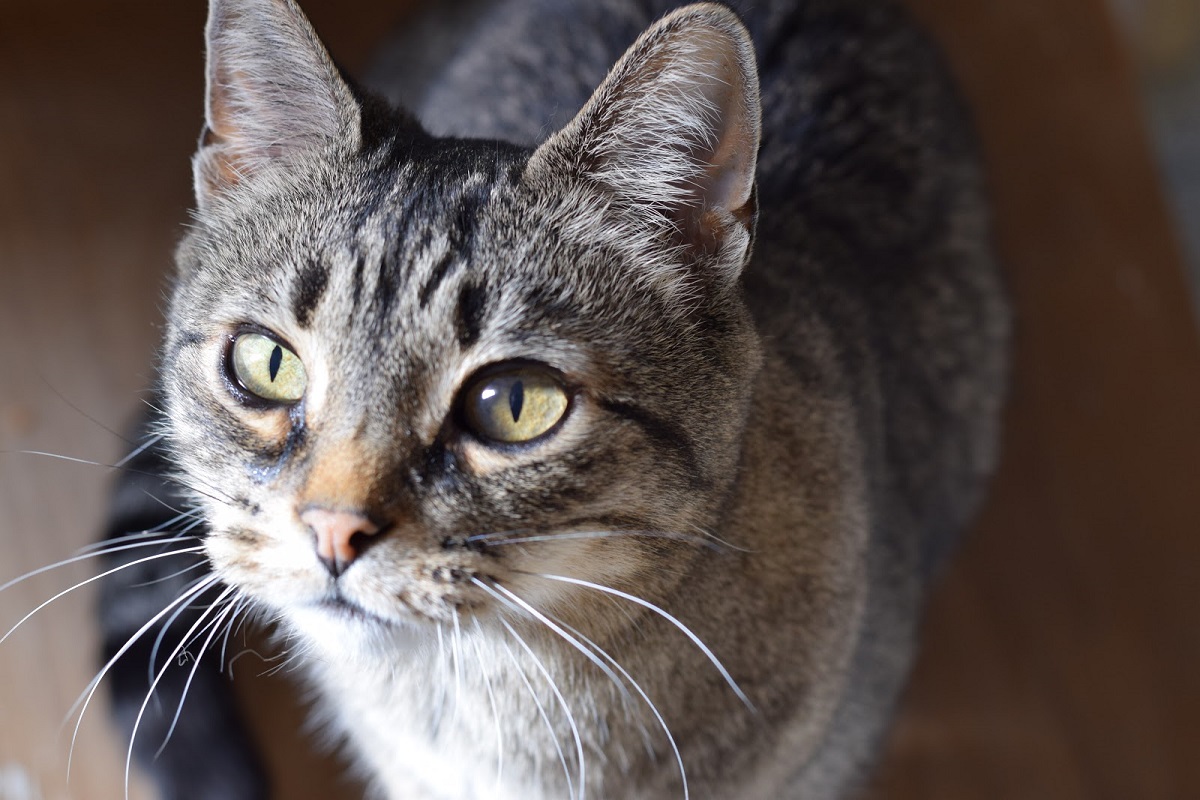 primo piano gatto