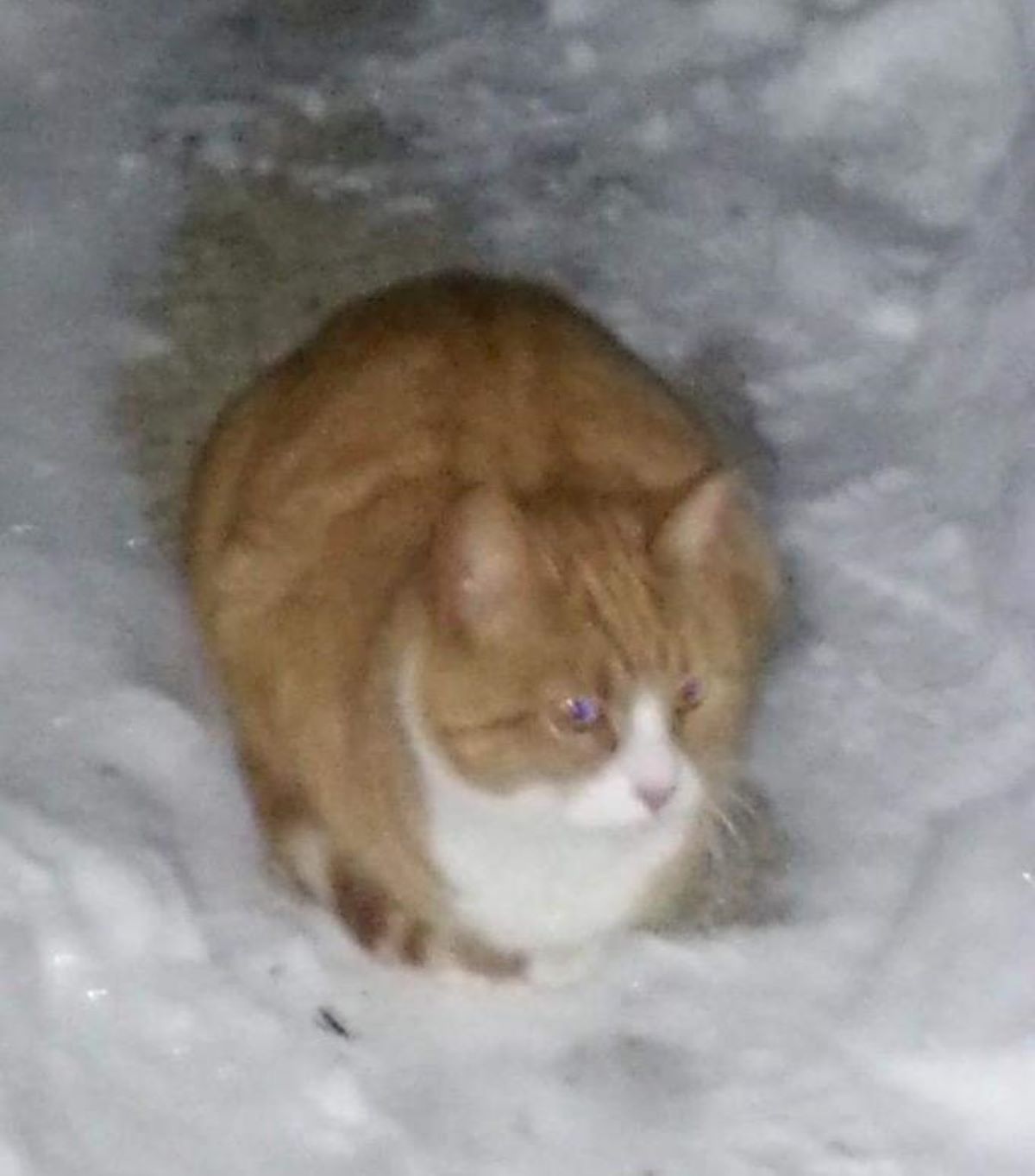 gatto-sulla-neve